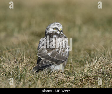 Rough-zampe Poiana - Buteo lagopus Foto Stock