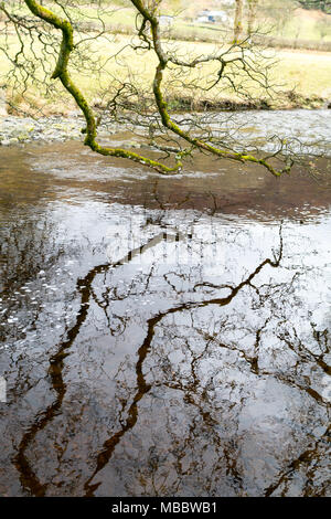 Fiume Vyrnwy sotto Rhiwargor Falls, Lake Vyrnwy, Powys. Torba-acqua macchiata e rami di un albero di quercia stretching over e riflessa nell'acqua Foto Stock