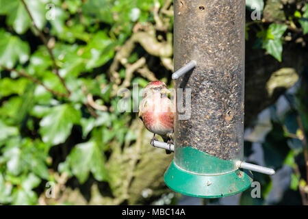 Colorato comune maschio Linnet (Carduelis cannabina) finch nella primavera del piumaggio su un giardino bird feeder in una siepe. Il Galles del Nord, Regno Unito, Gran Bretagna Foto Stock