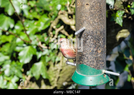 Colorato comune maschio Linnet (Carduelis cannabina) finch nella primavera del piumaggio su un giardino degli uccelli alimentatore di sementi in una siepe. Il Galles, Regno Unito, Gran Bretagna Foto Stock