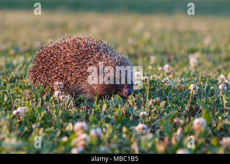 Riccio europeo sull'erba verde sfumato con sfondo verde. Foto Stock