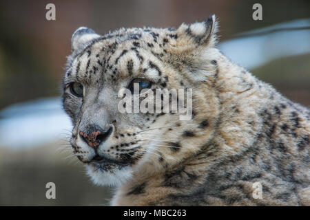 Snow Leopard (Panthera uncia), inverno, Central & Asia del Sud, girato in condizioni controllate, da Bruce Montagne/Dembinsky Foto Assoc Foto Stock