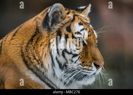 O di Amur tigre siberiana (Panthera tigris tigris), prigionieri Sikhote Alin regione di montagna, Estremo Oriente Russo, da Bruce Montagne/Dembinsky Foto Assoc Foto Stock