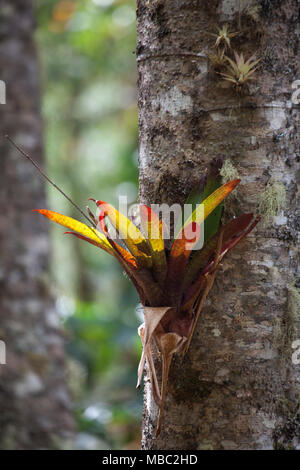 Bromeliad crescere su tronco di albero in giardino di foresta di nube, provincia di San José, Costa Rica Foto Stock