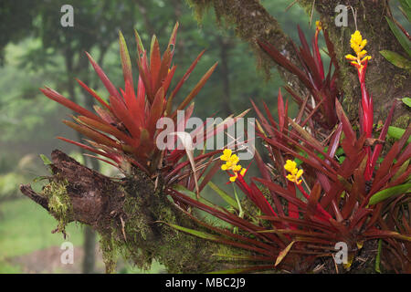 Fiori di bromeliade che crescono su un albero nei Giardini Botanici Wilson presso la Stazione biologica di Las Cruces nella provincia di Puntarenas, Costa Rica Foto Stock