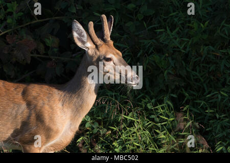 Un giovane culbianco buck in velluto. Foto Stock