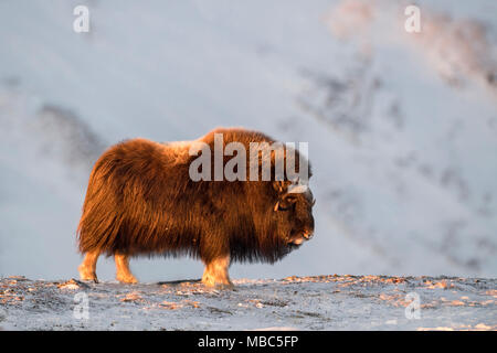 Musk ox (Ovibos moschatus) in inverno nella tundra, Dovrefjell-Sunndalsfjella National Park, Norvegia Foto Stock