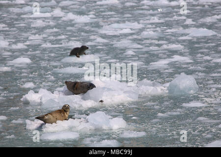 Le guarnizioni di tenuta del porto sul ghiaccio estiva nel parco nazionale di Kenai Fjords, Alaska Foto Stock