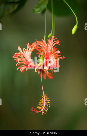 Hibiscus schizopetalus, conosciuto come rosemallow frangiato, lanterna giapponese, ibisco di corallo, e hibiscus ragno, un fiore tropicale nativo dell'Africa orientale Foto Stock