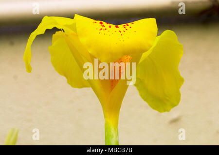 Giallo Canna lilly isolare in primavera estate dopo la pioggia al mattino, costo tecnico-up. Foto Stock