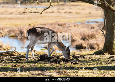 Femmina di daino (DAMA DAMA) pascolare sotto un piccolo albero in primavera. Zone umide in background. Ubicazione Ottenby su Oland, Svezia. Foto Stock