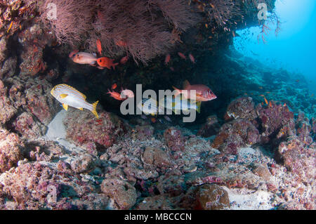 Paesaggio subacqueo delle Maldive Foto Stock