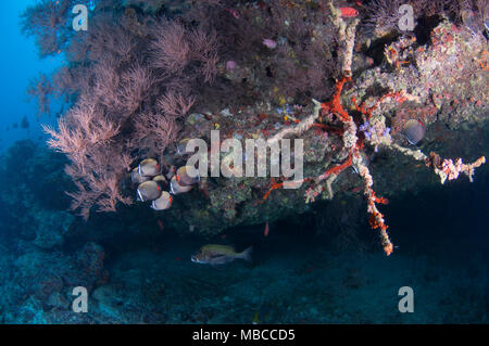 Paesaggio subacqueo delle Maldive Foto Stock