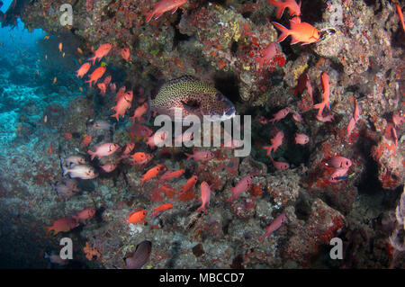 Paesaggio subacqueo delle Maldive Foto Stock