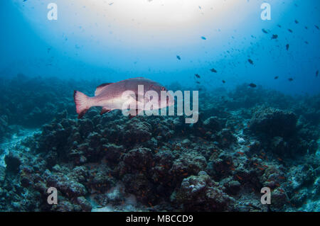 Paesaggio subacqueo delle Maldive Foto Stock