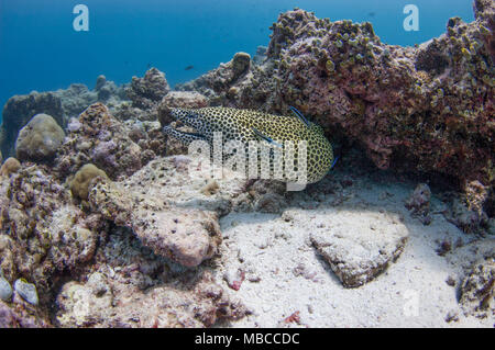 Honey comb anguilla in shallow reef Foto Stock
