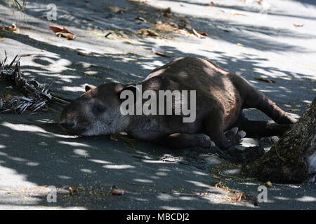 Il tapiro dormire su di una spiaggia Foto Stock
