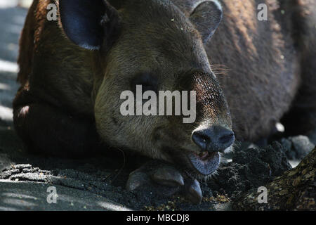 Il tapiro dormire su di una spiaggia Foto Stock