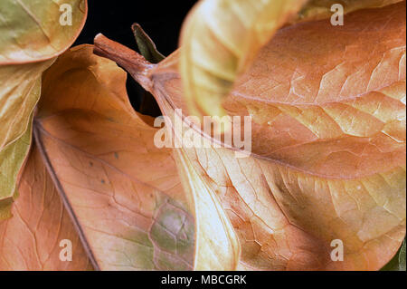 Orange Foglie di autunno. Studio di ripresa macro con sfondo nero. Foto Stock