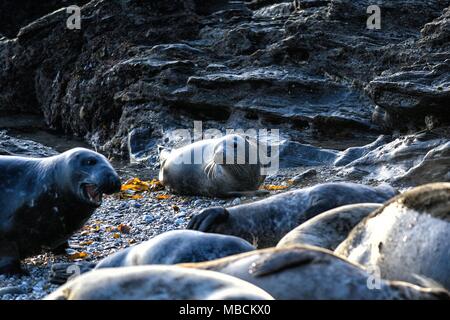 Allevamento di Atlantic Le foche grigie Halichoerus grypus Foto Stock