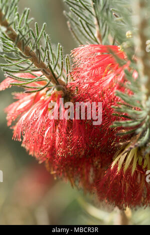 Giardino Botanico del Galles, Carmarthenshire, UK. Calothamnus Quadrifidus fiori grigio in fiore in primavera sole. Foto Stock