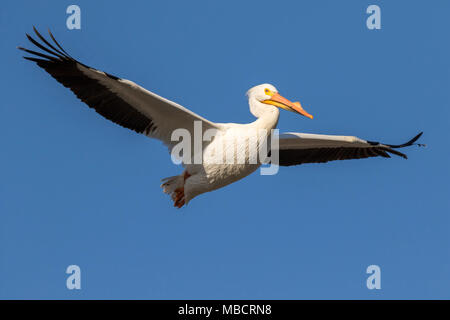 Americano bianco pellicano (Pelecanus erythrorhynchos) in allevamento piumaggio volare nel cielo blu, Saylorville, Iowa, USA Foto Stock