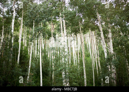 Piantagione di tall dritto aspen alberi con la loro corteccia bianco su un pendio di montagna cercando fino alla foglia verde con tettuccio in estate Foto Stock