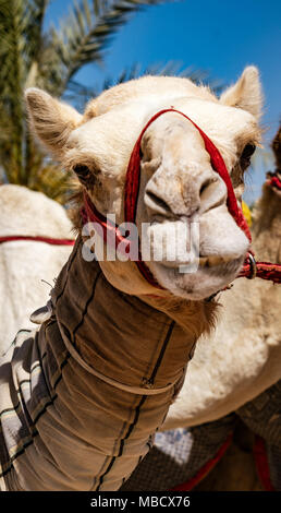 Close-up di camel guardando la fotocamera in Dubai EMIRATI ARABI UNITI Foto Stock