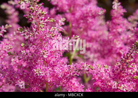 Bella fluffy bush di astilba rosa in giardino Foto Stock