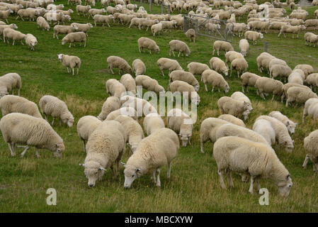 Allevamento di pecore in Nuova Zelanda Foto Stock