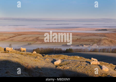 Il Vallo di Adriano in inverno - pecore sulle balze Cawfield con oltre a bassa giacente mist visibile a nord di balze Foto Stock