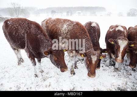 Bovini brave dure condizioni invernali nel sud Tyne Valley vicino a Melkridge, Northumberland Foto Stock