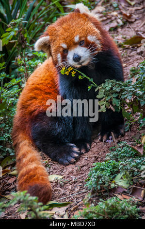 Un panda rosso nel contenitore a Chengdu Research Base del Panda Gigante di allevamento in Cina Foto Stock
