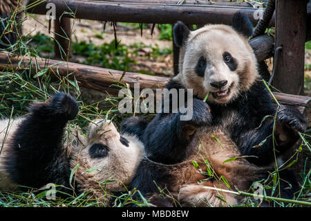 Un panda gigante in un involucro a Chengdu Research Base del Panda Gigante di allevamento in Cina Foto Stock