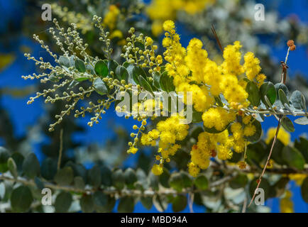 Rami di fioritura Acacia dealbata (mimosa) contro il cielo blu. Foto Stock