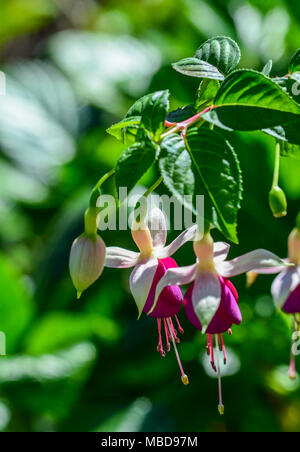 Rosa e viola Fuchsia fioriture dei fiori nel giardino. Foto Stock