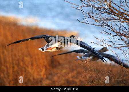 Graylag oca in volo ali di allargamento verso un lago Foto Stock