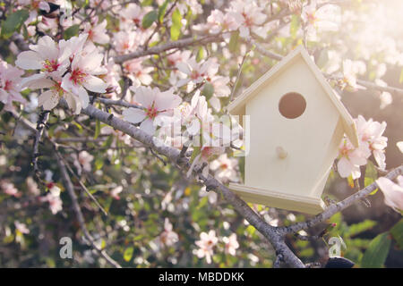 Little birdhouse in spring over blossom cherry tree Foto Stock