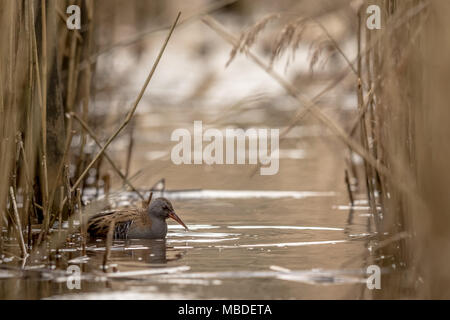 Porciglione Rallus aquaticus alla ricerca di cibo in acqua tra reed comune, Phragmites australis Foto Stock