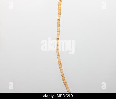 Un filamento di rotondo piccolo marrone chiaro perline Foto Stock