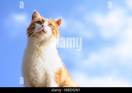 Un magnifico rosso gatto con gli occhi gialli vicino su un cielo blu sullo sfondo 2018 Foto Stock