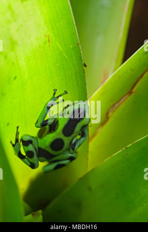 Poison Dart Frog - Dendrobates auratus, verde e nero rana dal Central America foresta, Costa Rica. Foto Stock