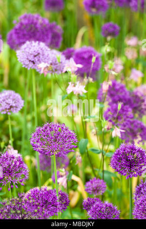 Alliums gigante nella piantagione naturale Foto Stock