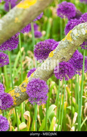 Alliums gigante nella piantagione naturale Foto Stock