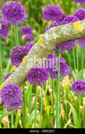 Alliums gigante nella piantagione naturale Foto Stock