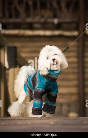Piccolo cane in abiti per una passeggiata Foto Stock
