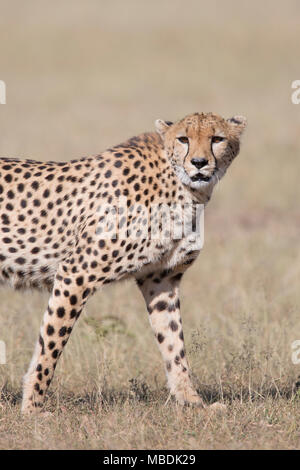 Maschi adulti, ghepardo Acinonyx jubatus, ritratto con lo sguardo verso la telecamera Foto Stock