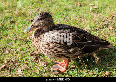 Una femmina Mallard duck (Anas platyrhynchos) in piedi sull'erba, in una vista laterale. Nant Gwynant, Gwynedd, il Galles del Nord, Regno Unito, Gran Bretagna Foto Stock