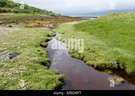 Pool di marea su saltmarsh con la Rosa sul Mare o la parsimonia (Armeria maritima) Fiori Fioritura in estate. Isle of Mull, Ebridi, Western Isles, Scotland, Regno Unito Foto Stock