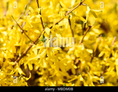 Fioritura di forsitia bush, fiori di primavera al sole. Closeup colpo di coltivazione di fiori. Foto Stock